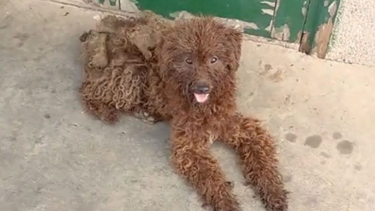 photo of stray pup