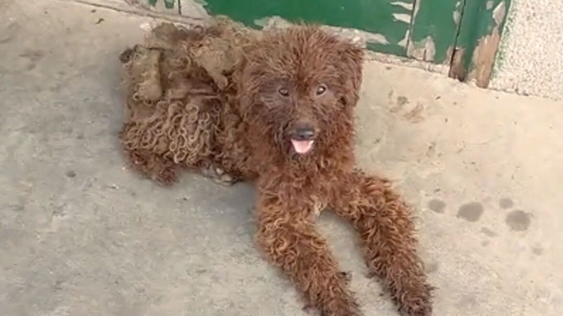 A Lonely Stray Pup Who Drank Rainwater In Order To Survive Kept Begging Passers-by To Take Him In