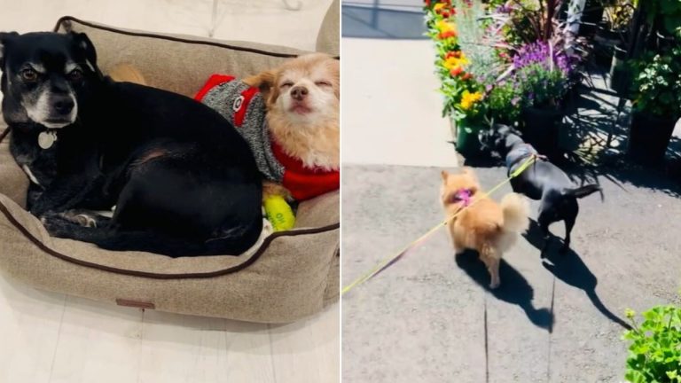 loyal dog and its friend