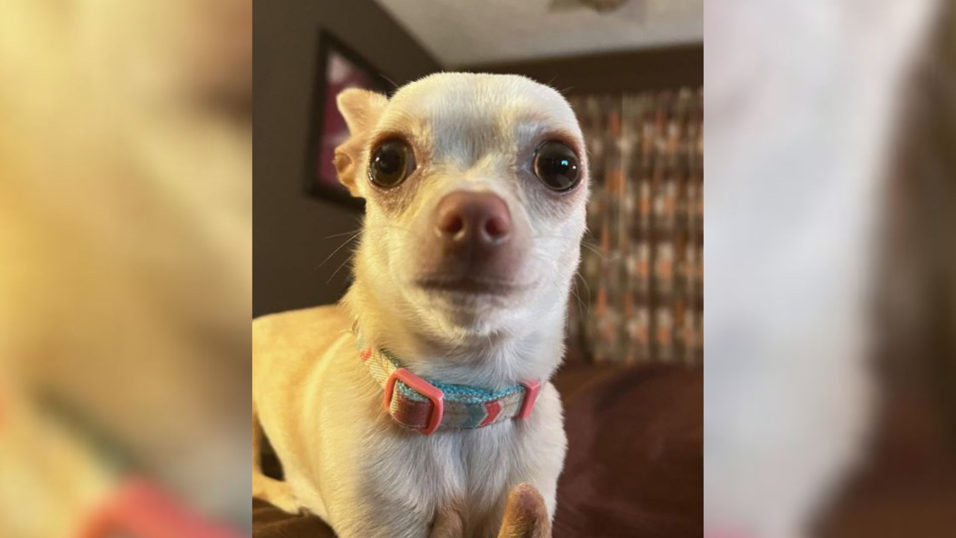 Unwanted Puppy Born Without Front Legs Finally Finds A Man Who Believes In Her
