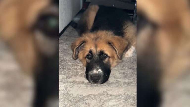 dog laying down
