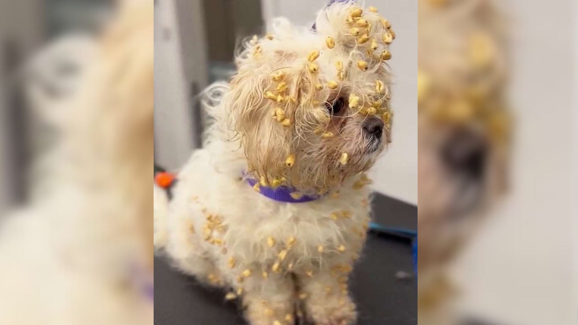 A Mischievous Dog Turns Into A Cereal Mess After “Invading” A Box Of Sugar Puffs
