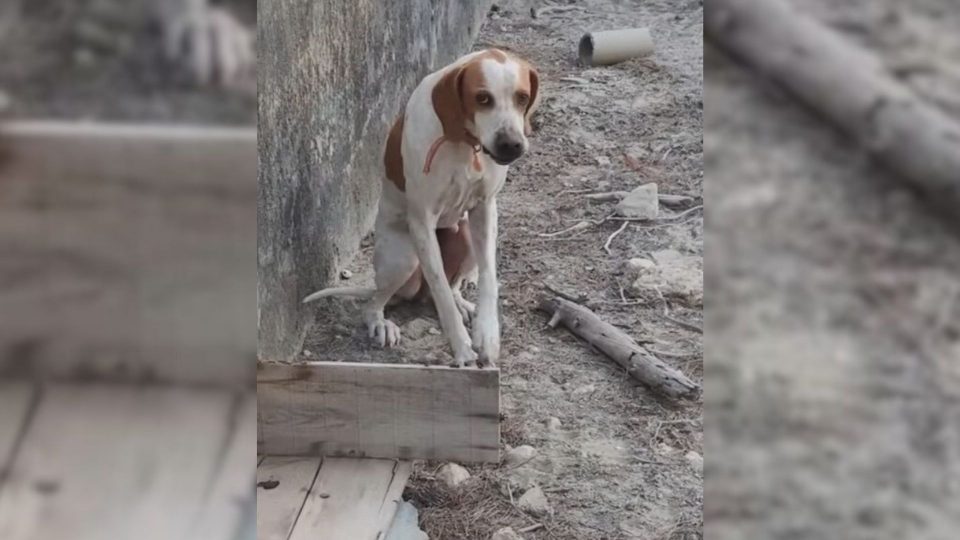 Poor Dog Was Stuck In A Concrete Pit Until Somebody Finally Noticed And ...