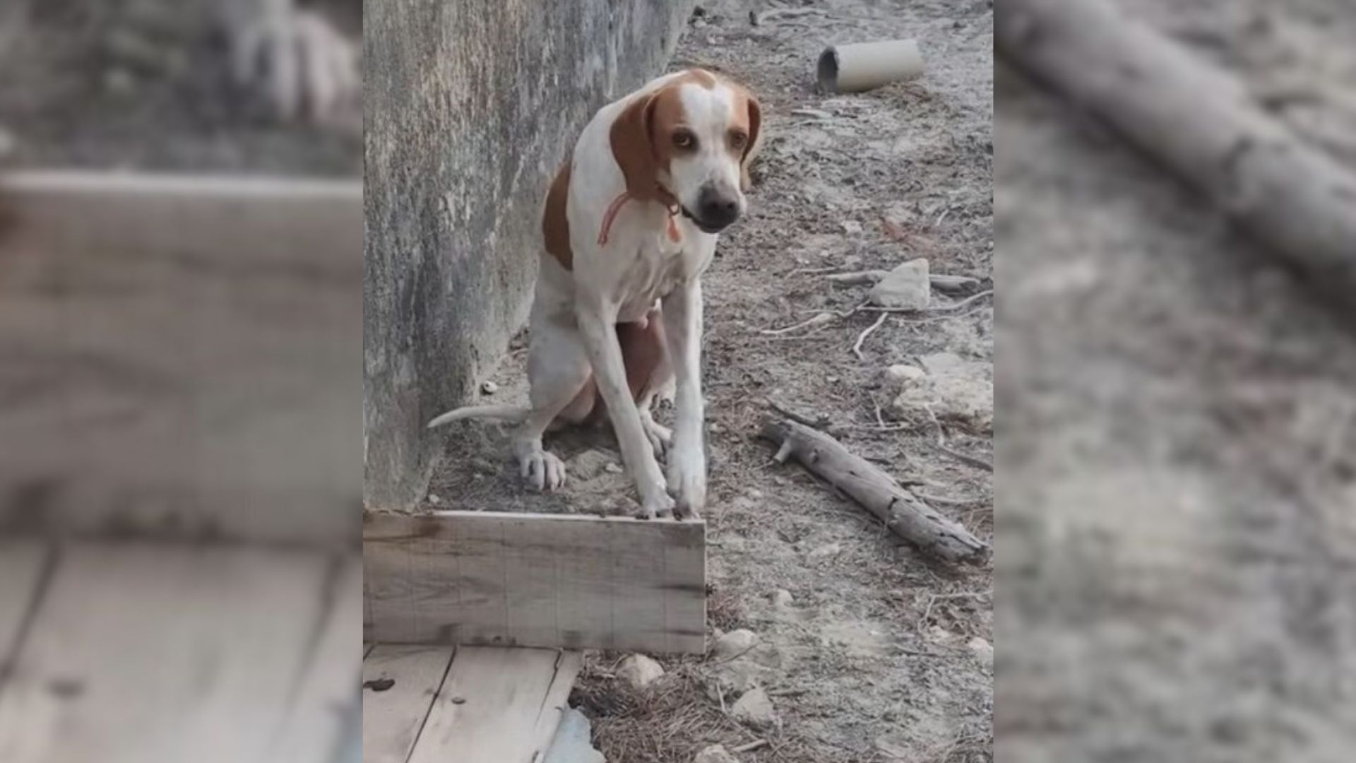 Missing dog stuck