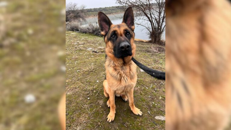 german shepherd by the lake