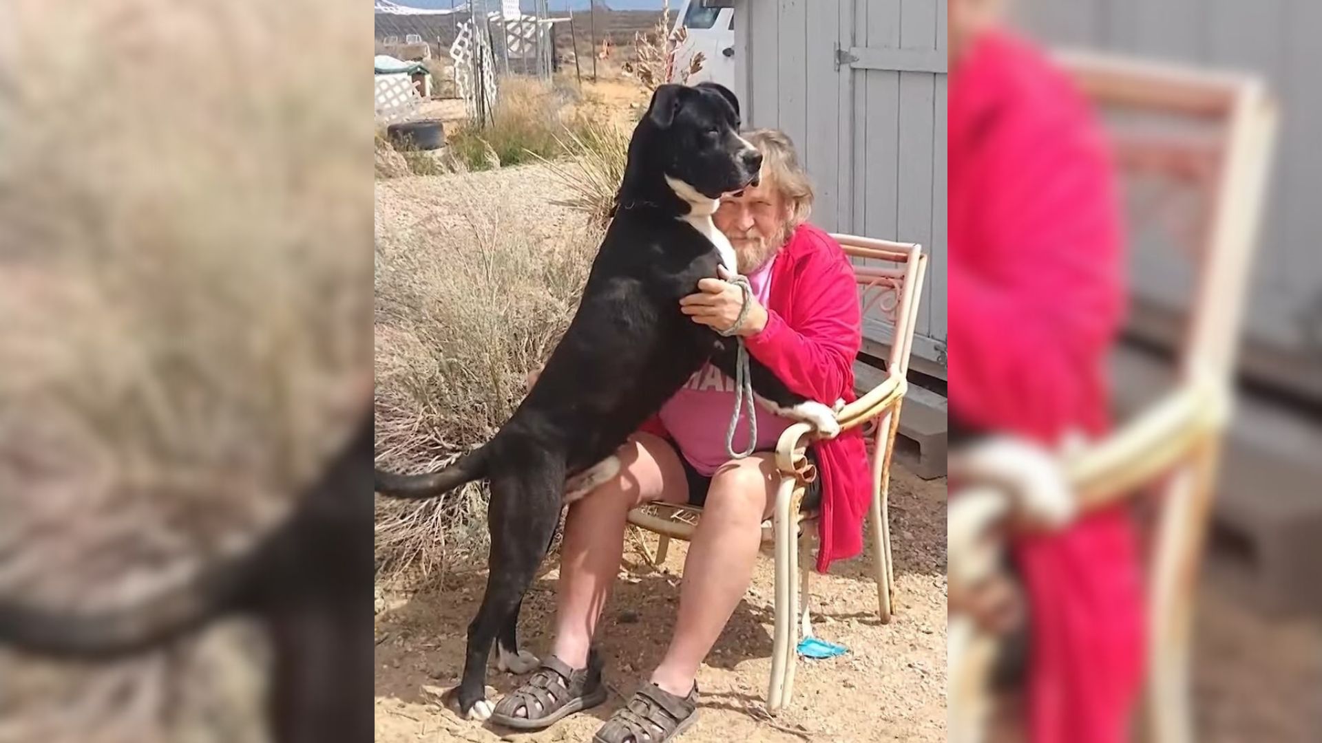 Incredible Rescue Dog Ends Up Saving His Owner’s Life Just Days After Being Adopted 