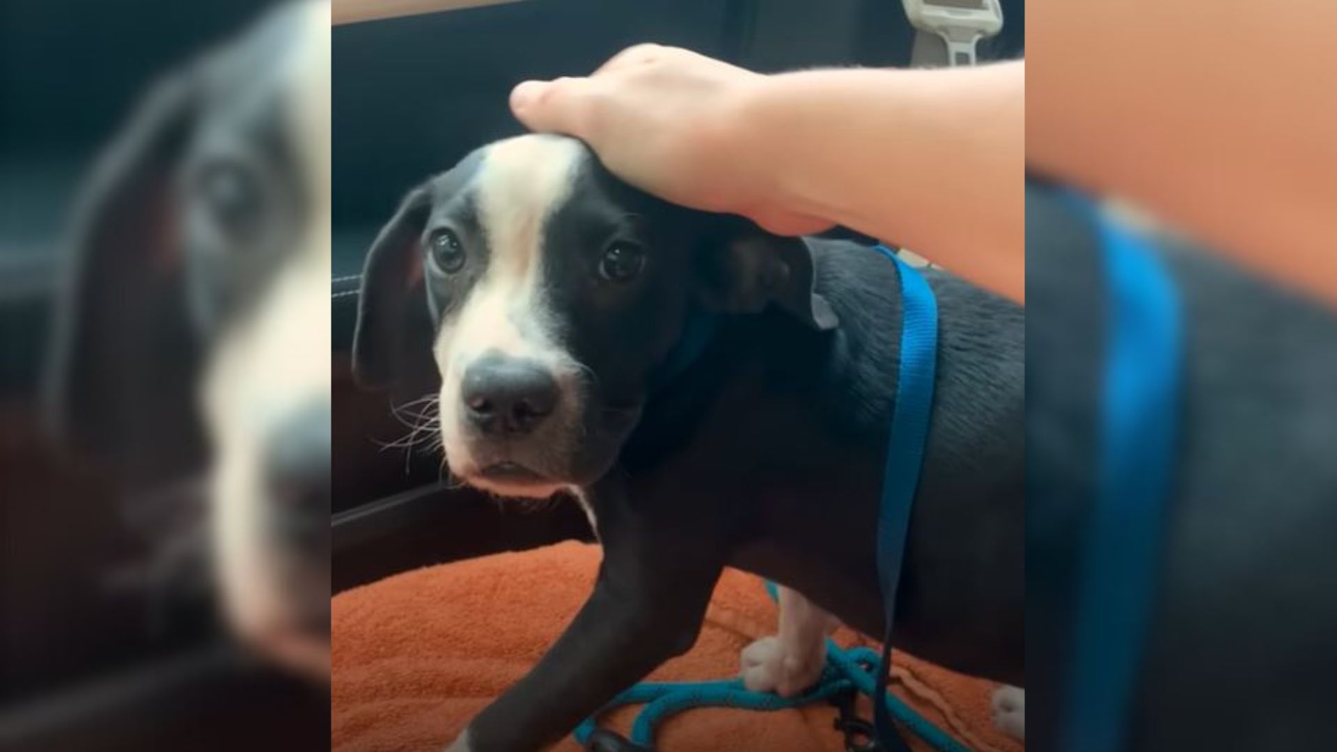 Frightened Puppy Was Desperate To Get Off The Streets And Then He Finally Got His Miracle