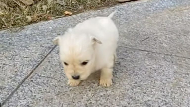 tiny three week old puppy on sidewalk