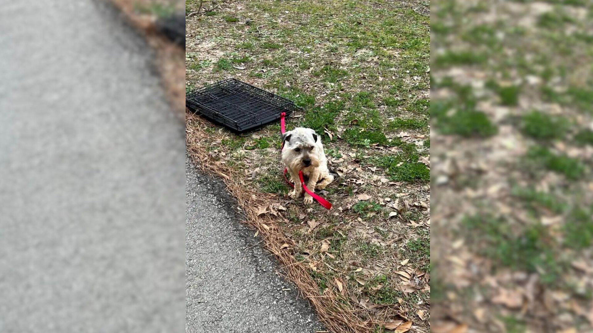 A Woman’s Heart Was Filled With Sorrow After She Spotted A Frightened Pup Tied To A Crate