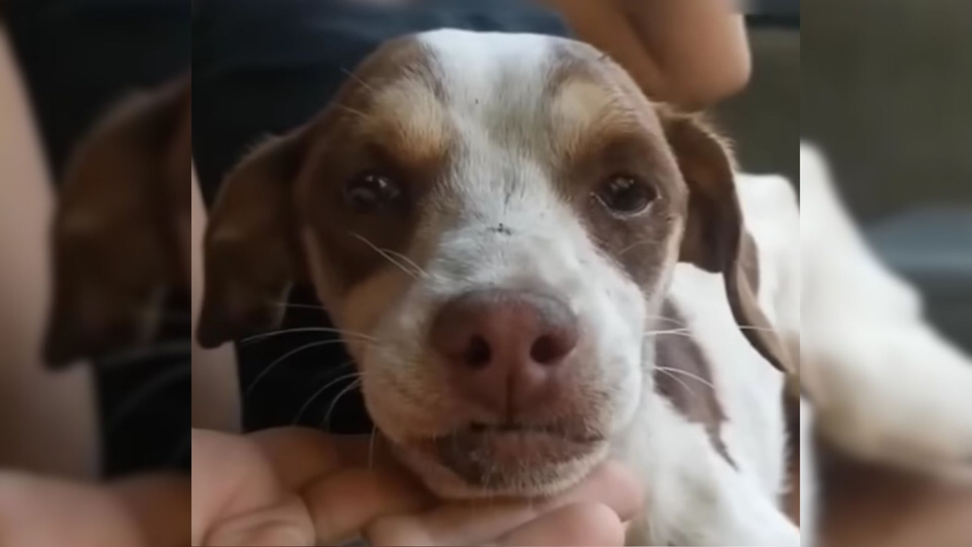 Abandoned Dog Was So Heartbroken When He Realized That His Owner Was Not Coming Back For Him