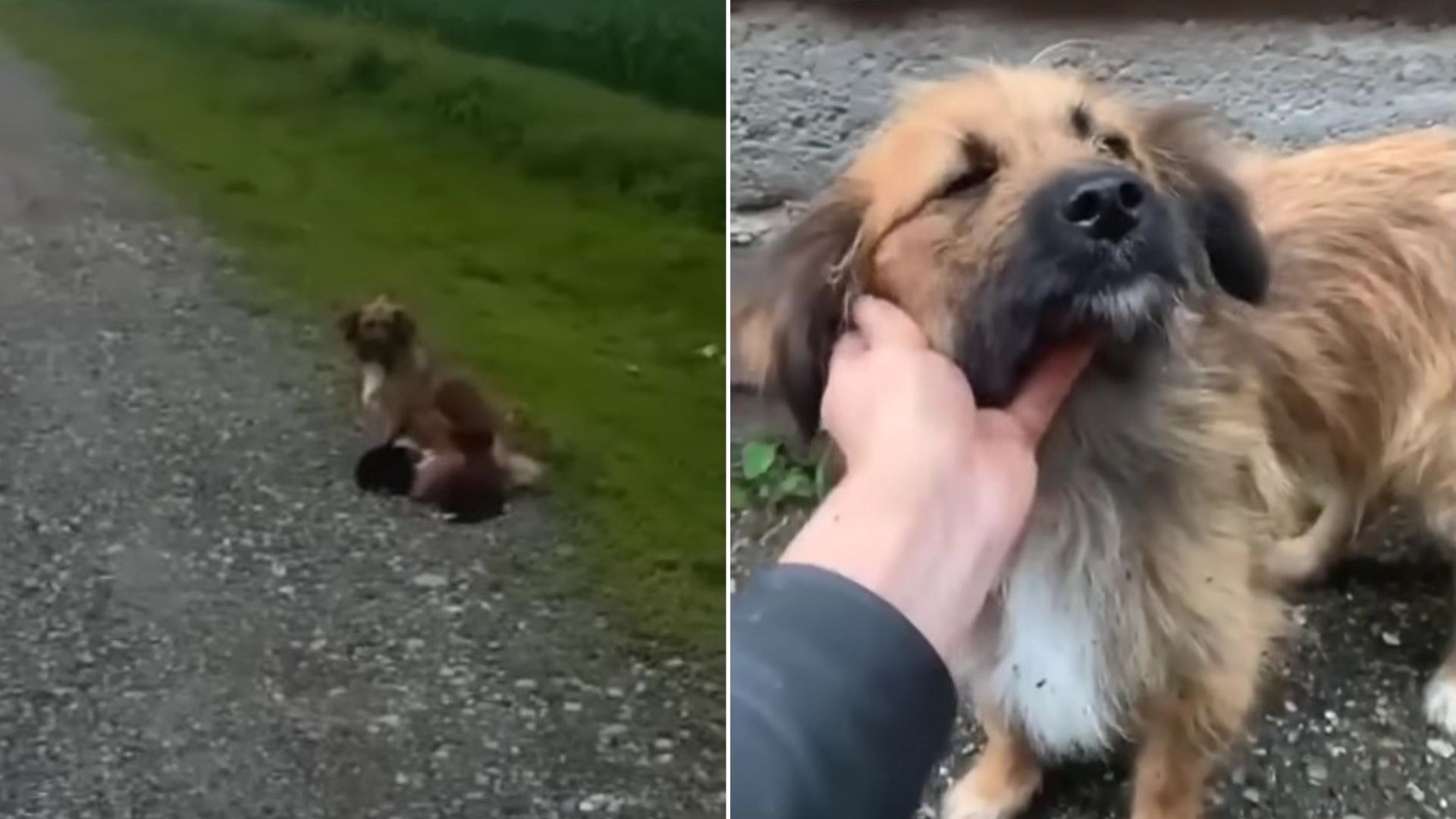 Abandoned Mom Dog Dumped On A Road