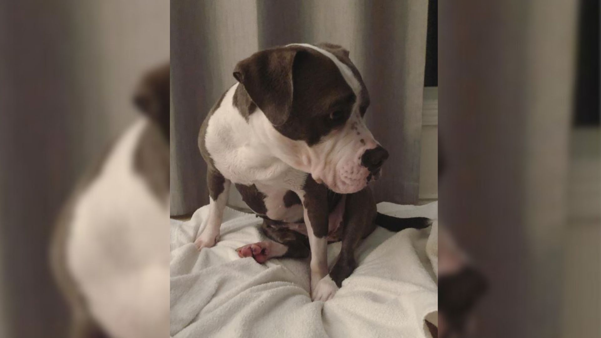 An Abandoned Dog Set To Be Euthanized Had The Most Heartbreaking Bark, Until She Met Her Savior