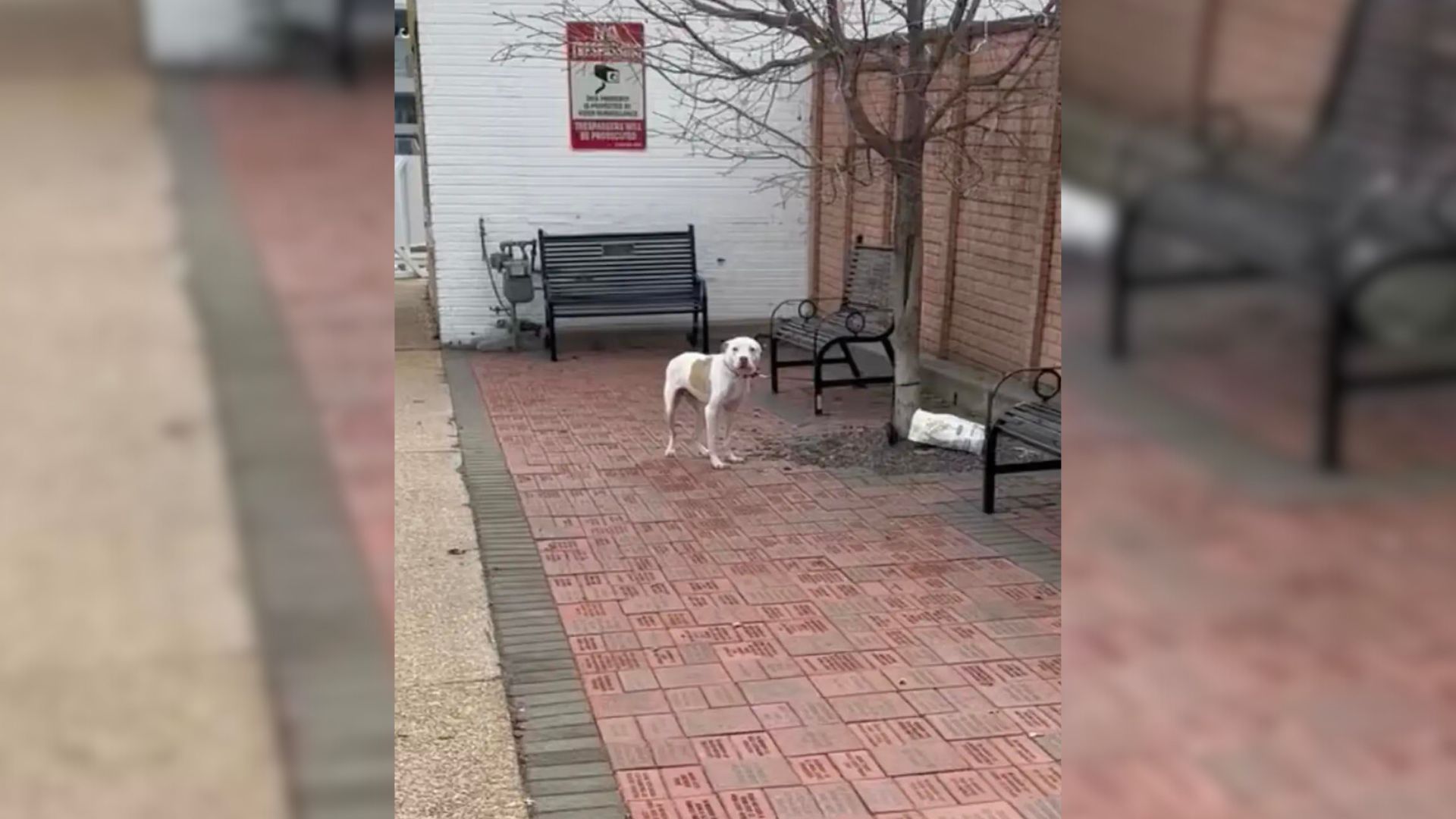 dog tied to a tree