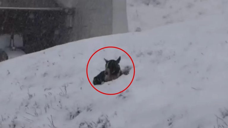 dog burried in the snow