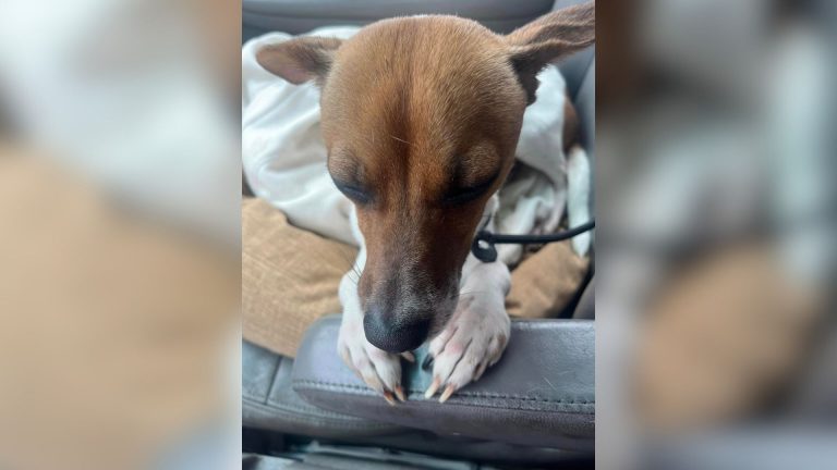dog fell asleep clasping her paws in a prayer