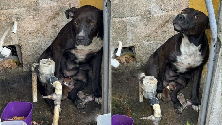 abused dog with newborn puppies