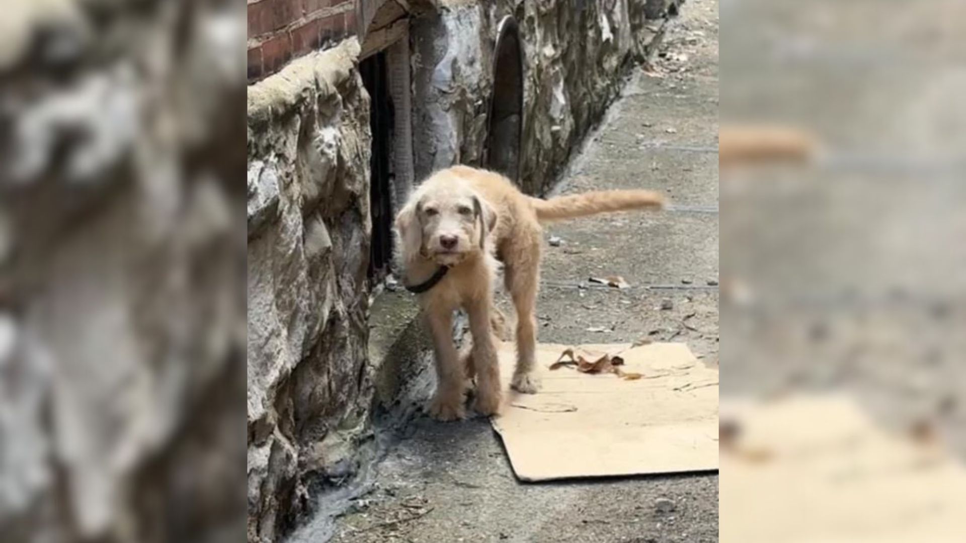 puppy with a broken leg