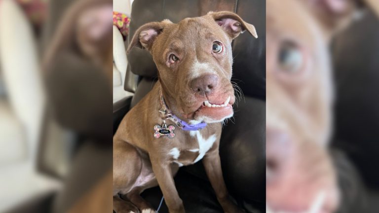dog with face deformities