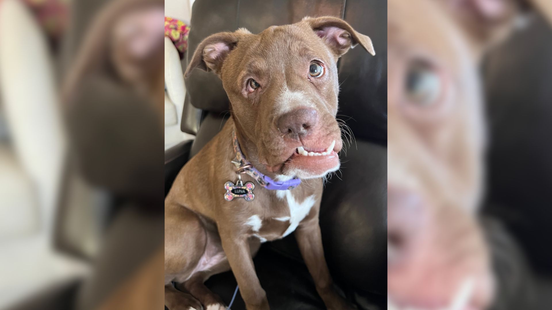 Dog With Face Deformity Escapes Euthanasia At The Last Moment, Now Has A Whole New Life 