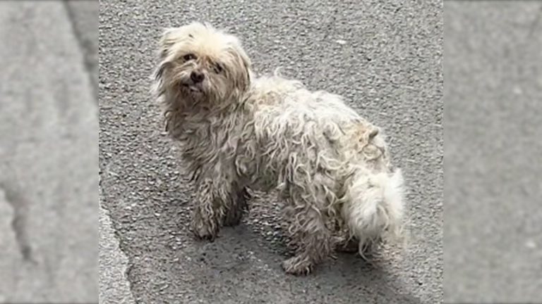 puppy with a leg injury