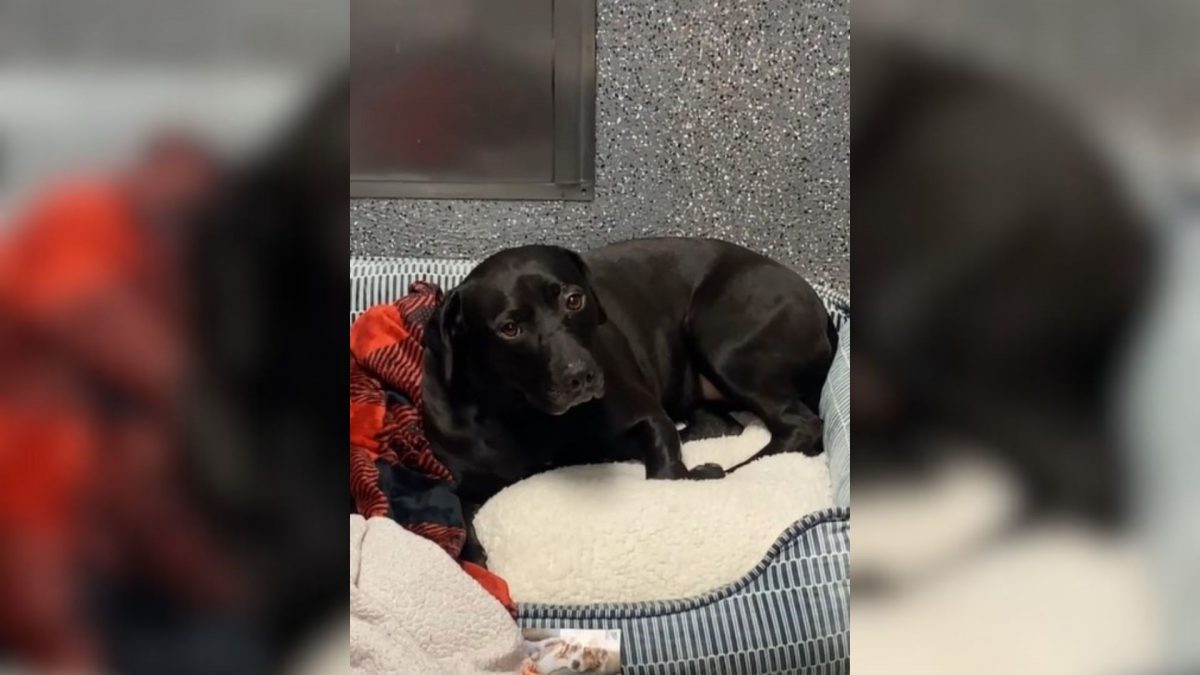 Dog Who Spent 900 Days At Shelter Ends Up Being Returned One Day After