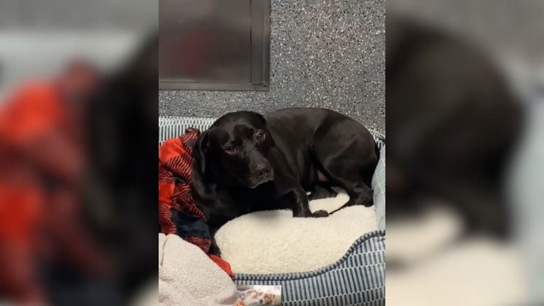 shelter dog