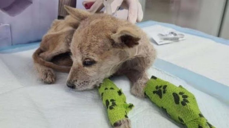 abandoned anemic dog