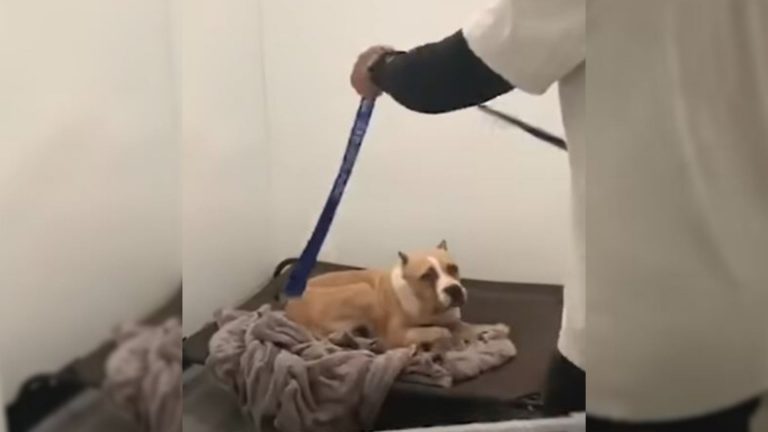 anxious pittie