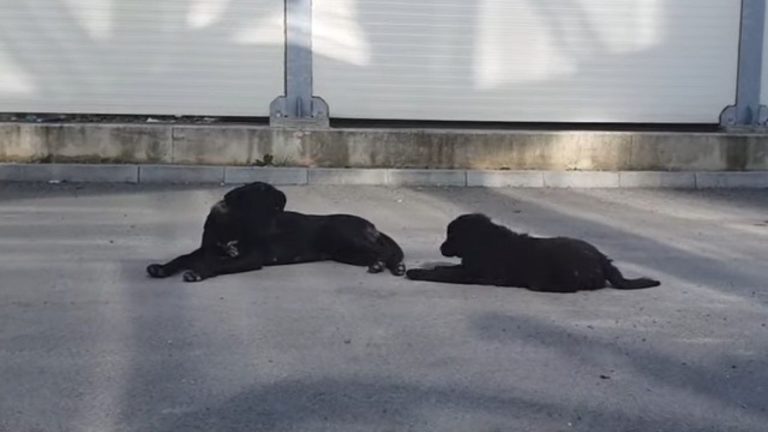 black dogs laying down