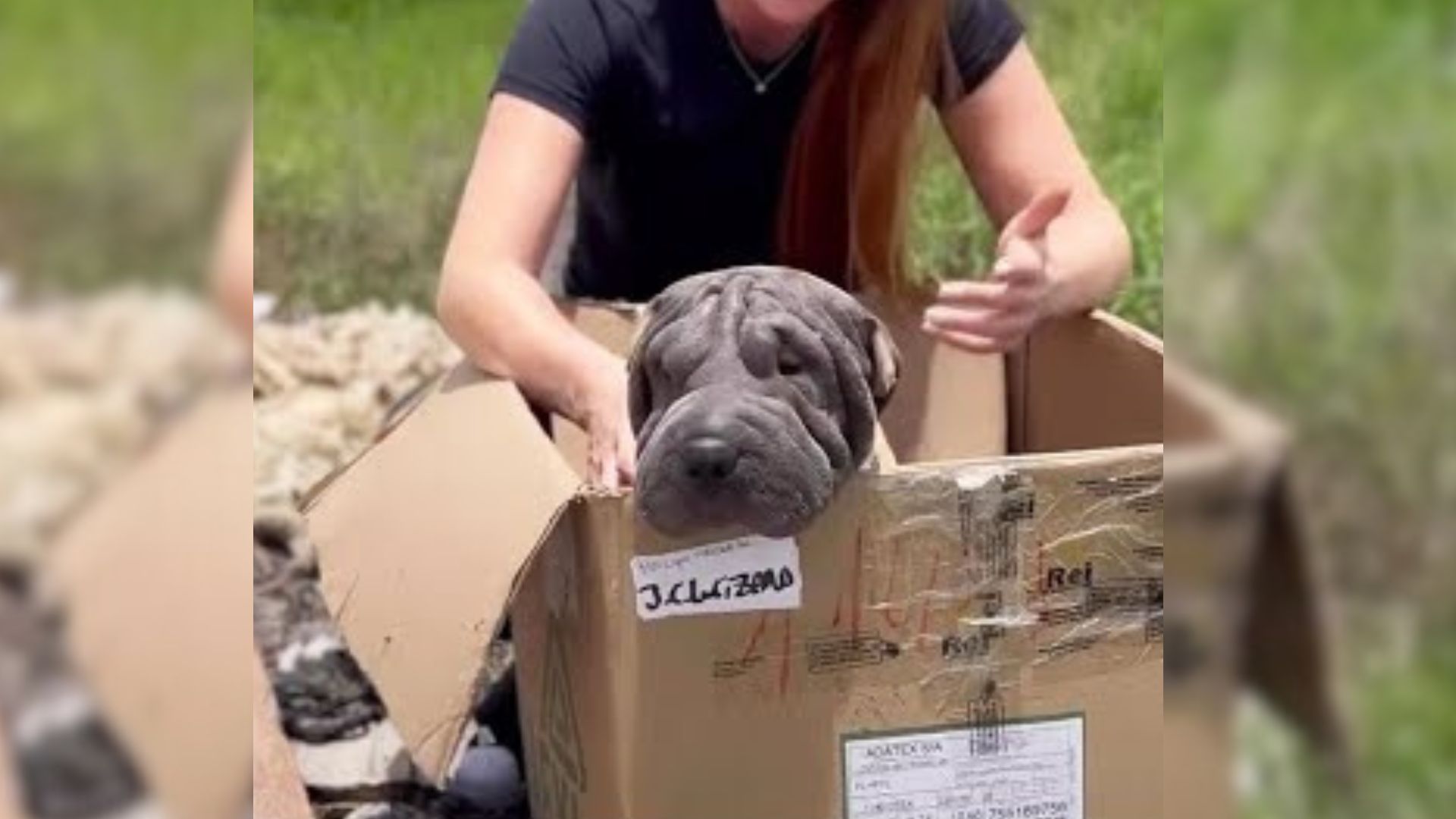 blind mama dog in a box