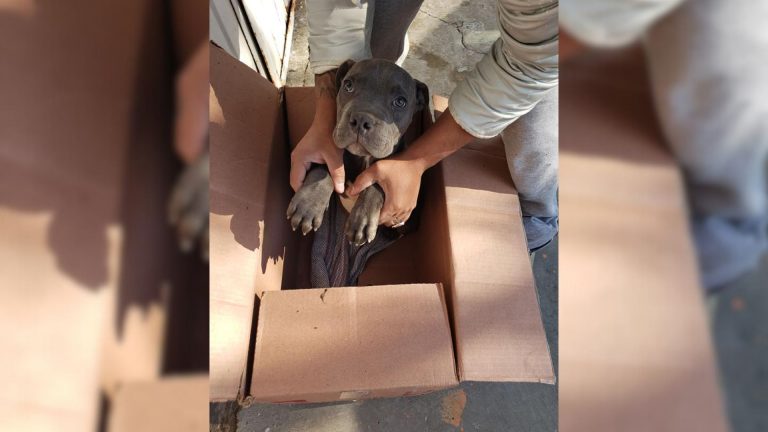 boy leaves dog in a box