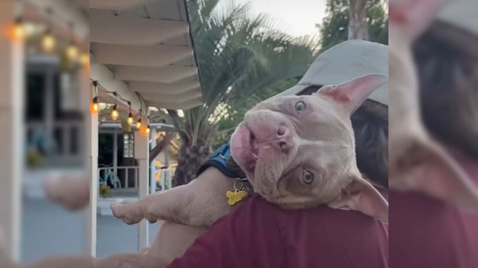 man fostering energetic dog