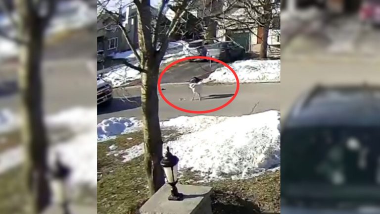 brave dog in the street
