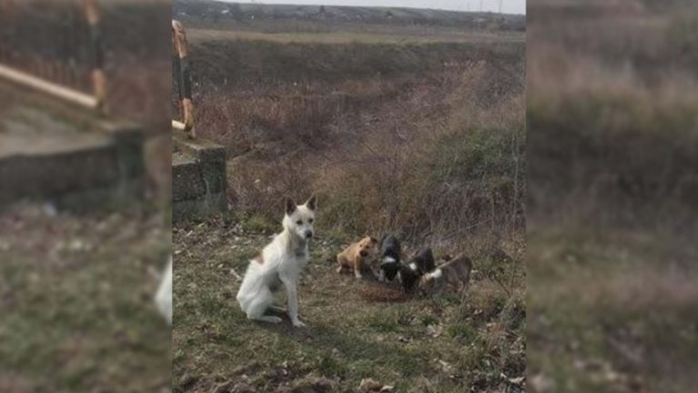 brave mama dog keeps her babies alive