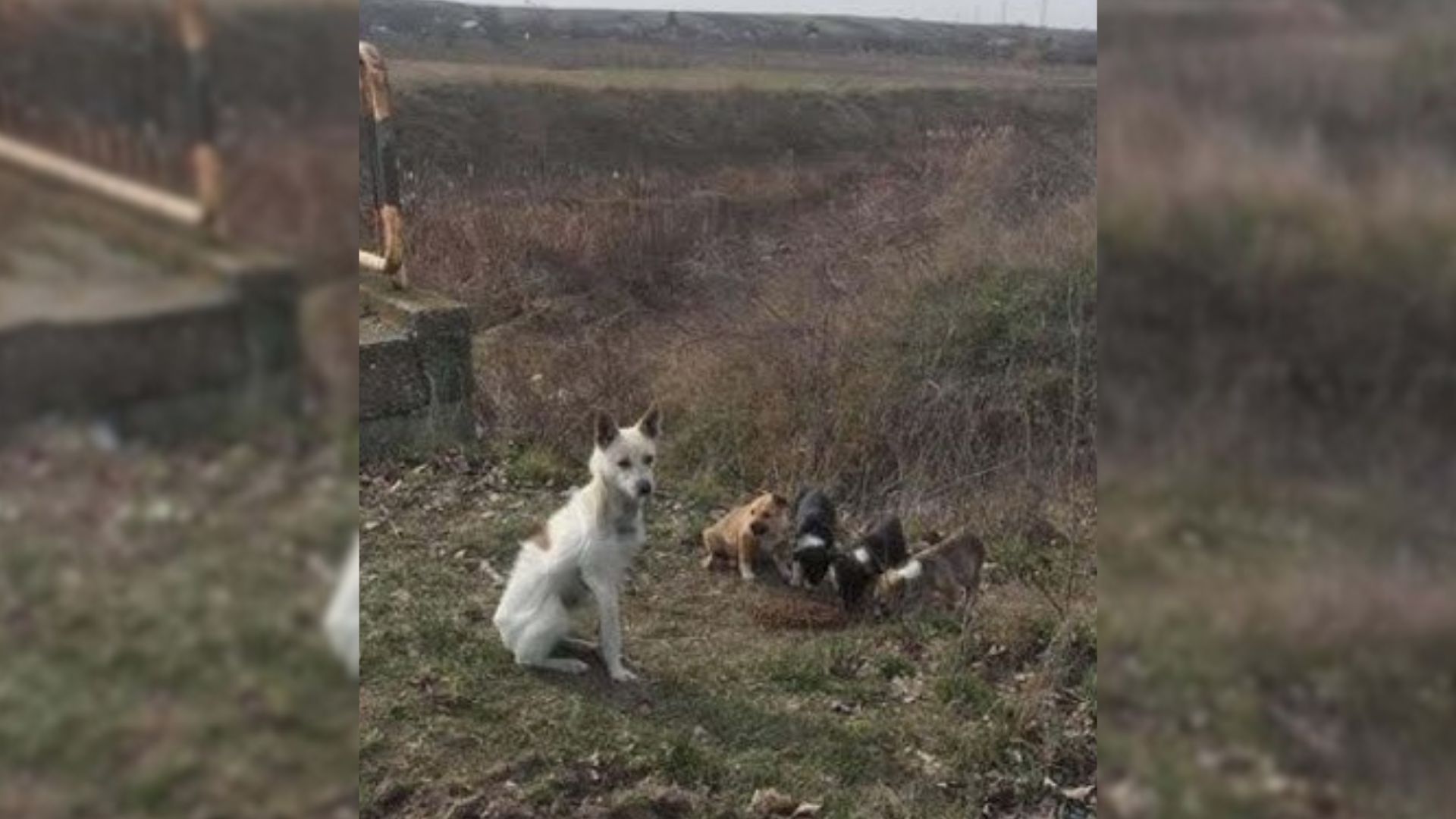 brave mama dog keeps her babies alive