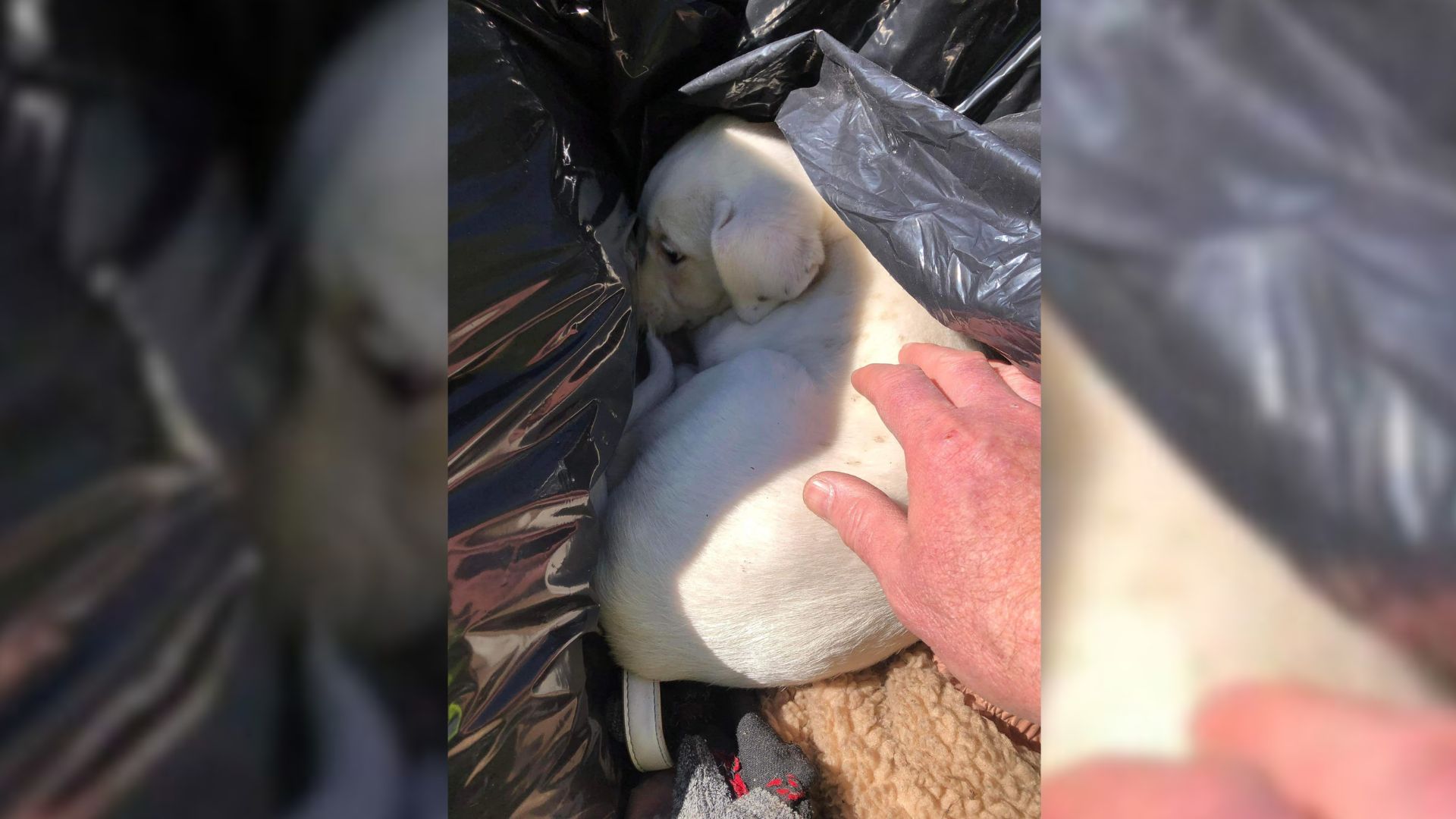 Clean-Up Crew Was Just Minding Their Business When They Saw A Something Hiding In A Trash Bag