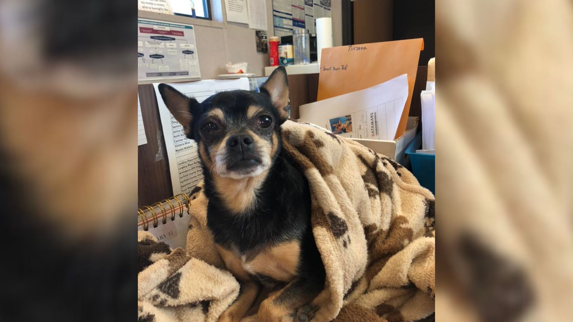 abandoned dog covered with a blanket