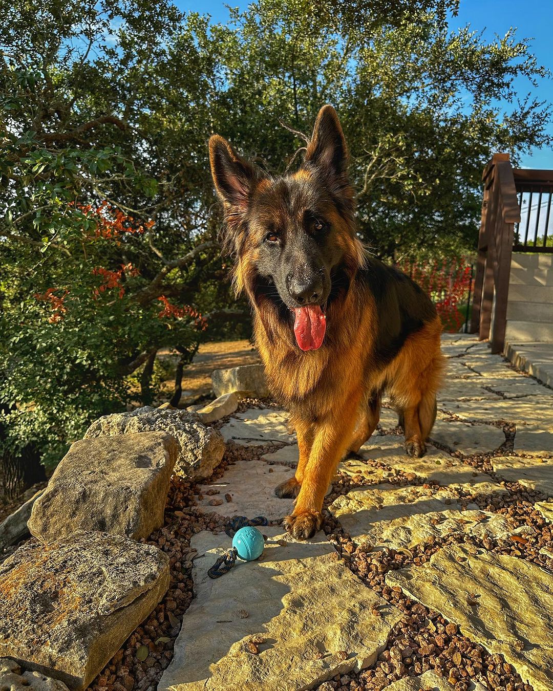 Cute German Shepherd