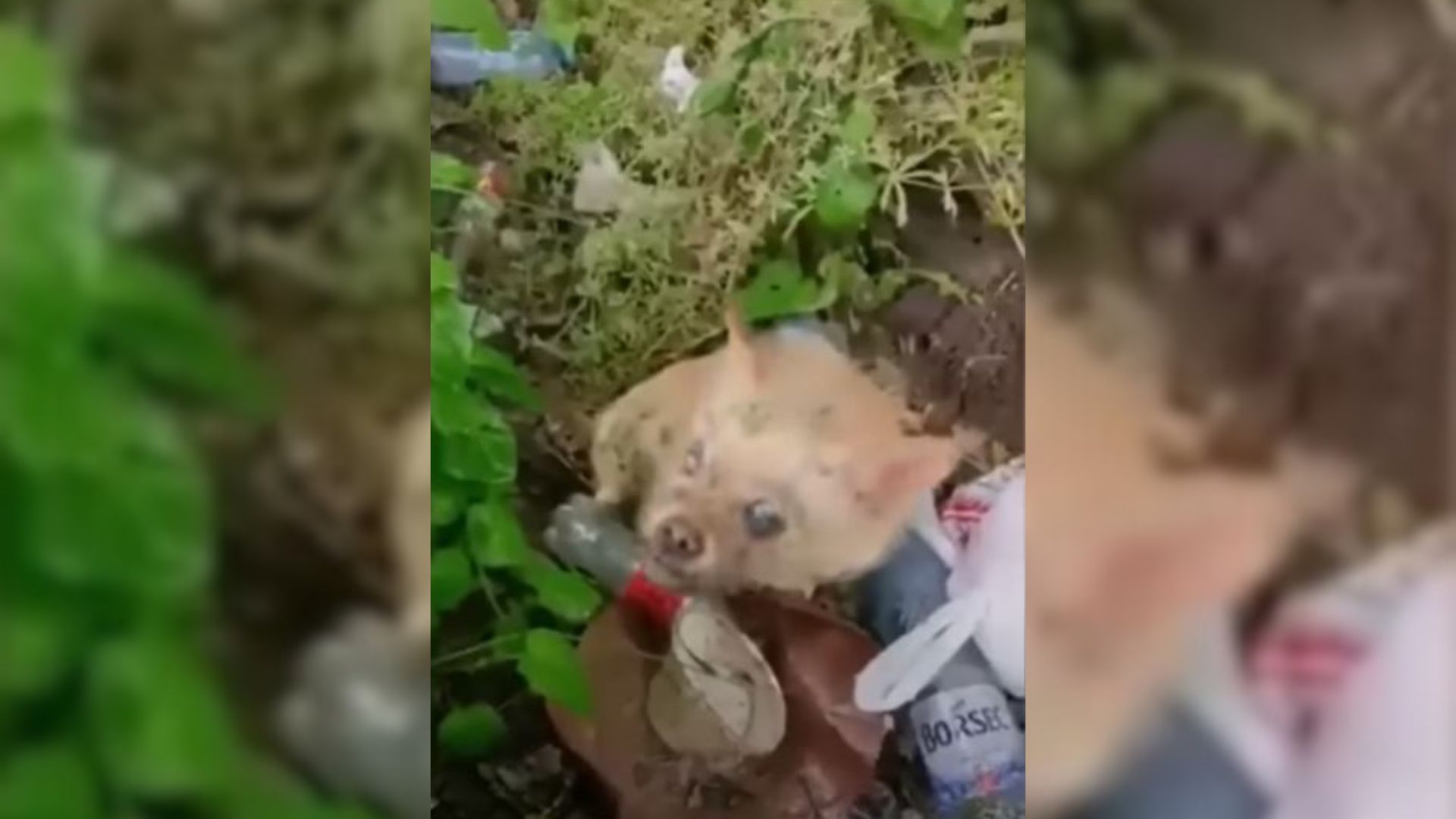 Rescuers’ Hearts Break As They Find A Dog Seeking Help For Her Blind Friend In Need