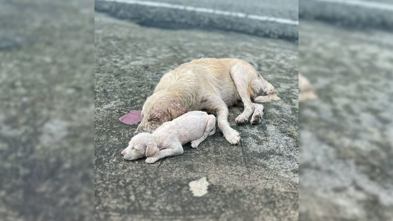 mother dog and puppy