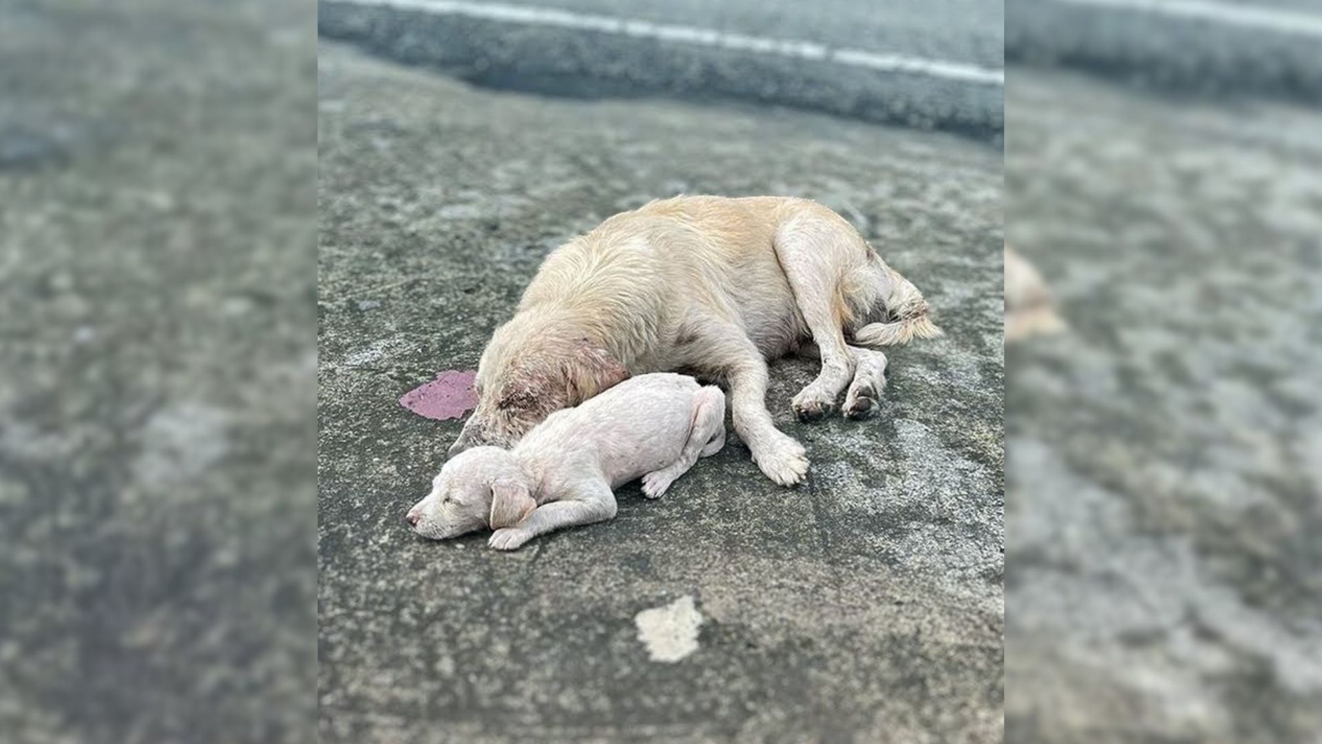 Struggling Mom Dog Hugs Her Tiny Puppy And Hopes Somebody Would Help Them