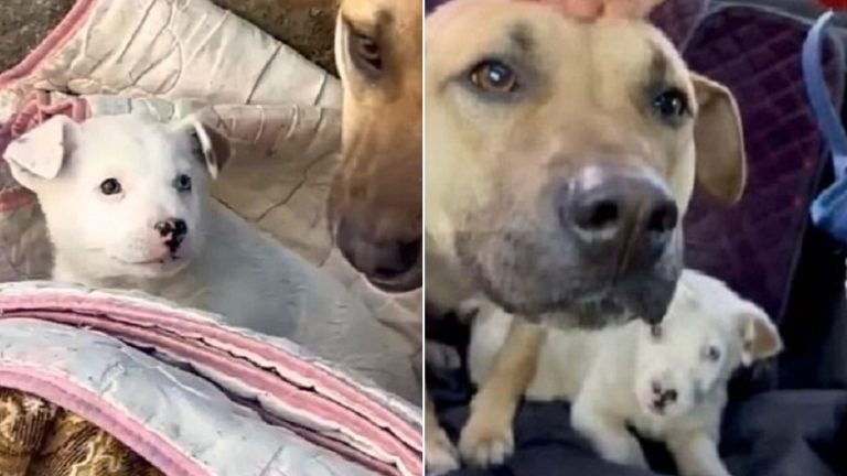 mama dog begging for her sick baby