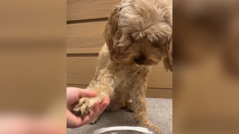 devastated dog
