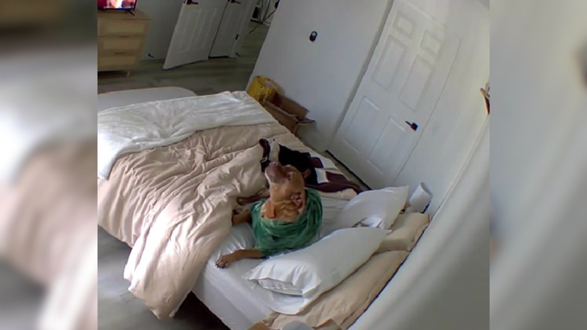 dog in a bed