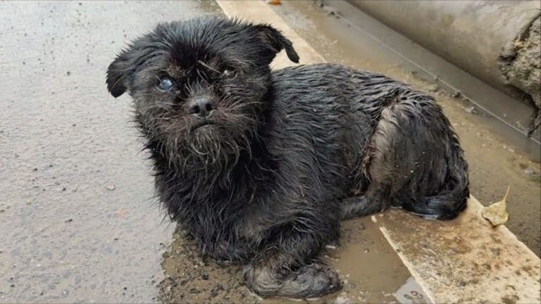 pregnant dog shivering in rain