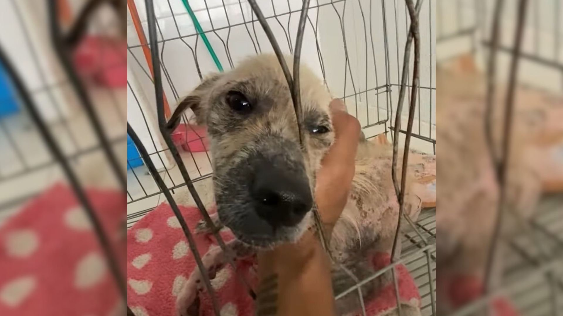 Owners Decide To Abandon Their Dog On The Streets Due To A Treatable Skin Condition