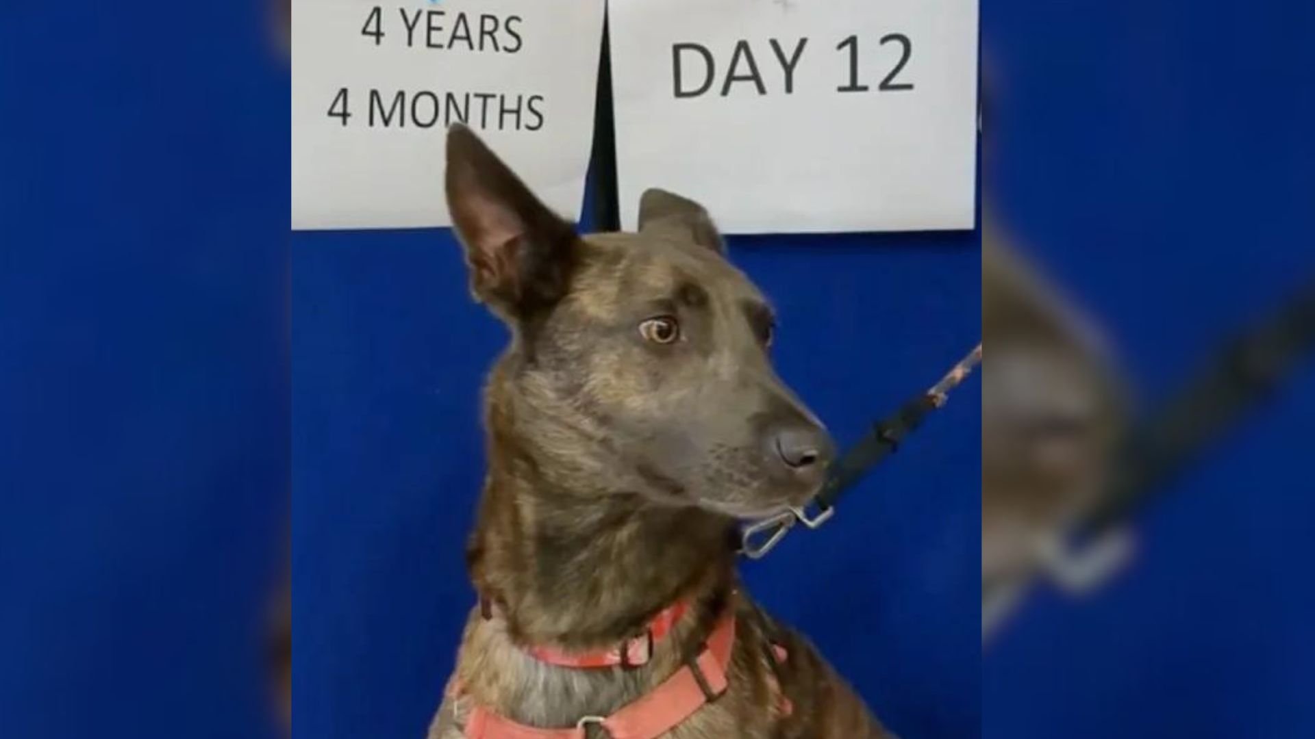 Overlooked Dog Says Goodbye To Thousands Of Shelter Dogs Being Adopted While Waiting For Her Turn