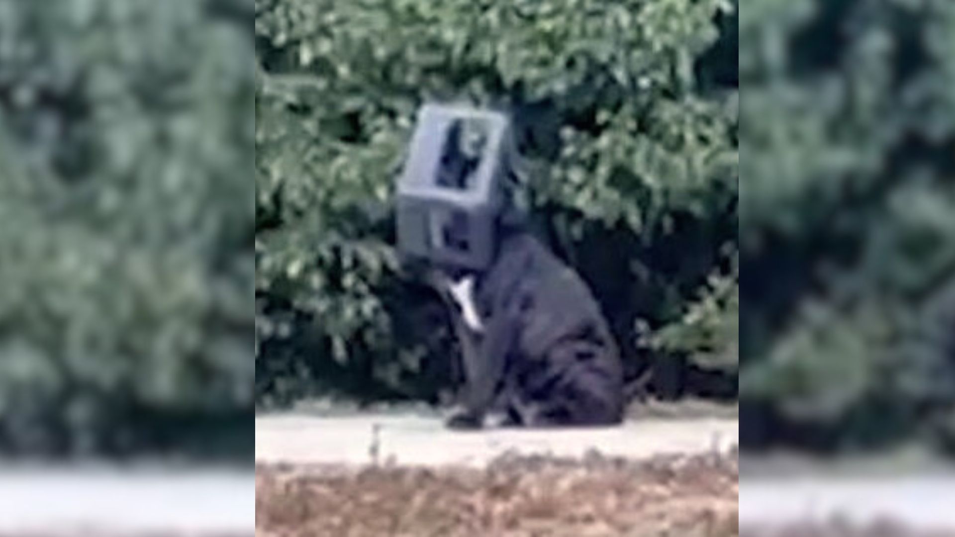 dog with box on its head