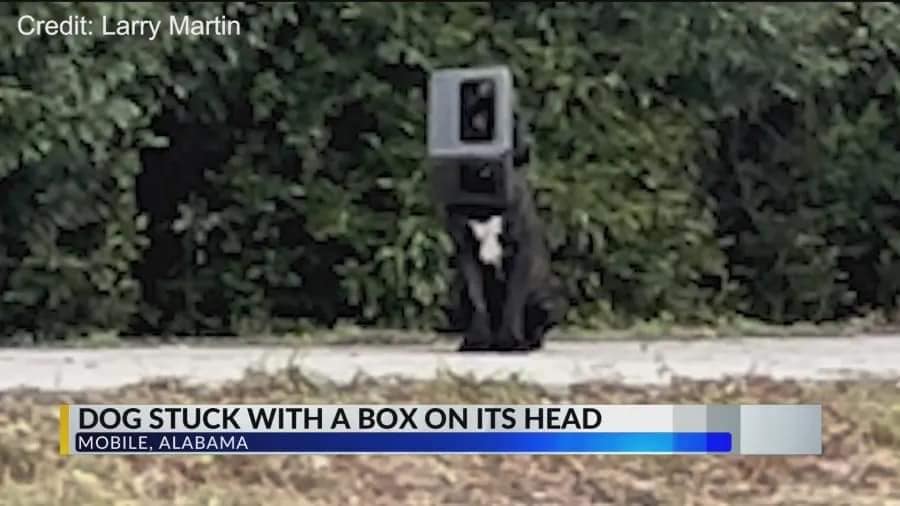 Dog with box on head