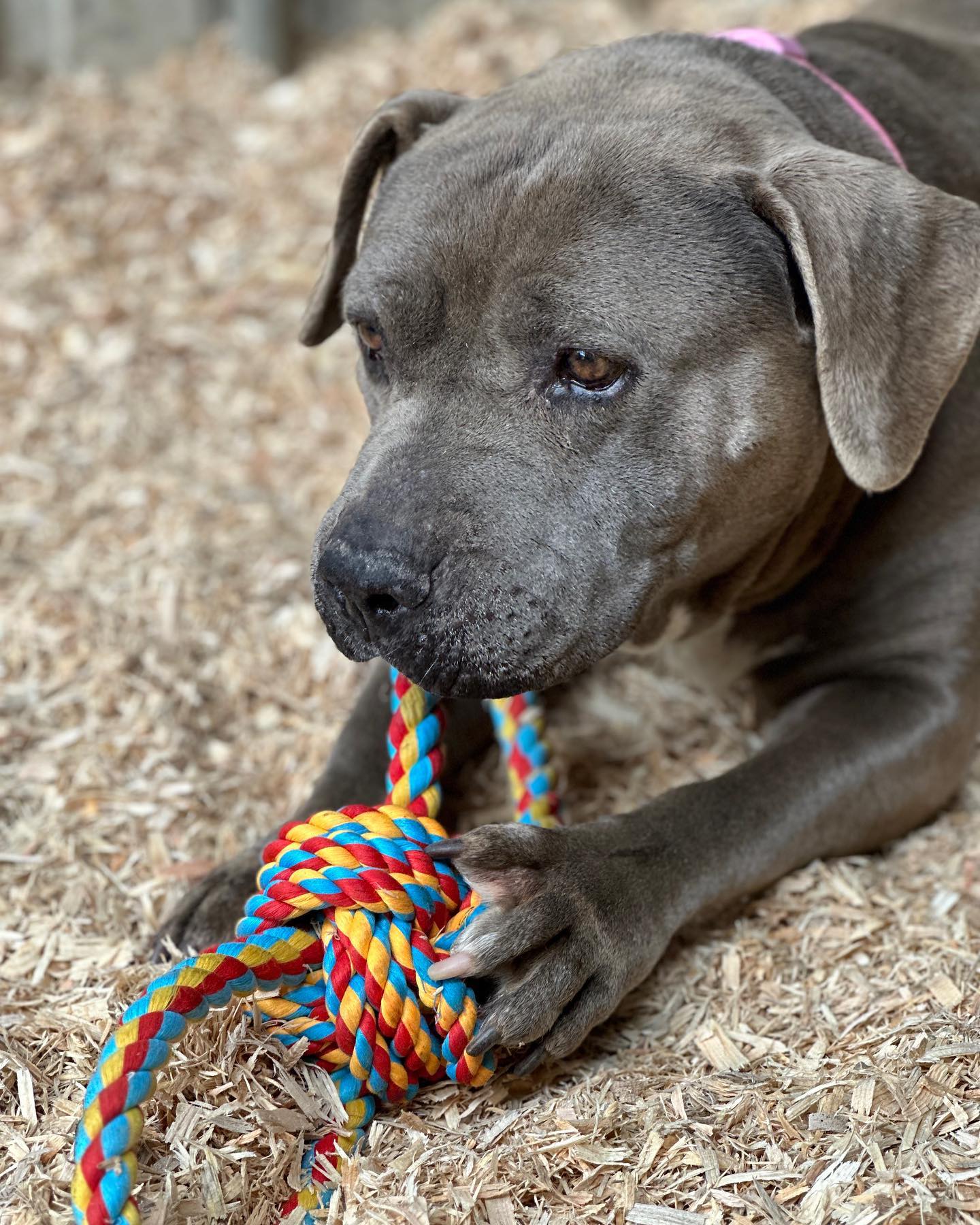 Dog with rope